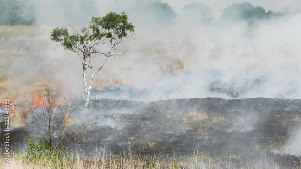 Lone tree survives wild fire during a hot dry summers day in Gentleshaw Common Nature Reserve in England. Lone tree survives wild fire during a hot dry summers day in Gentleshaw Common Nature Reserve in England.