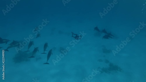 Freediver swims near a pod of Spinner Dolphins and photographs her (Underwater shot, 4K / 60fps)
 photo