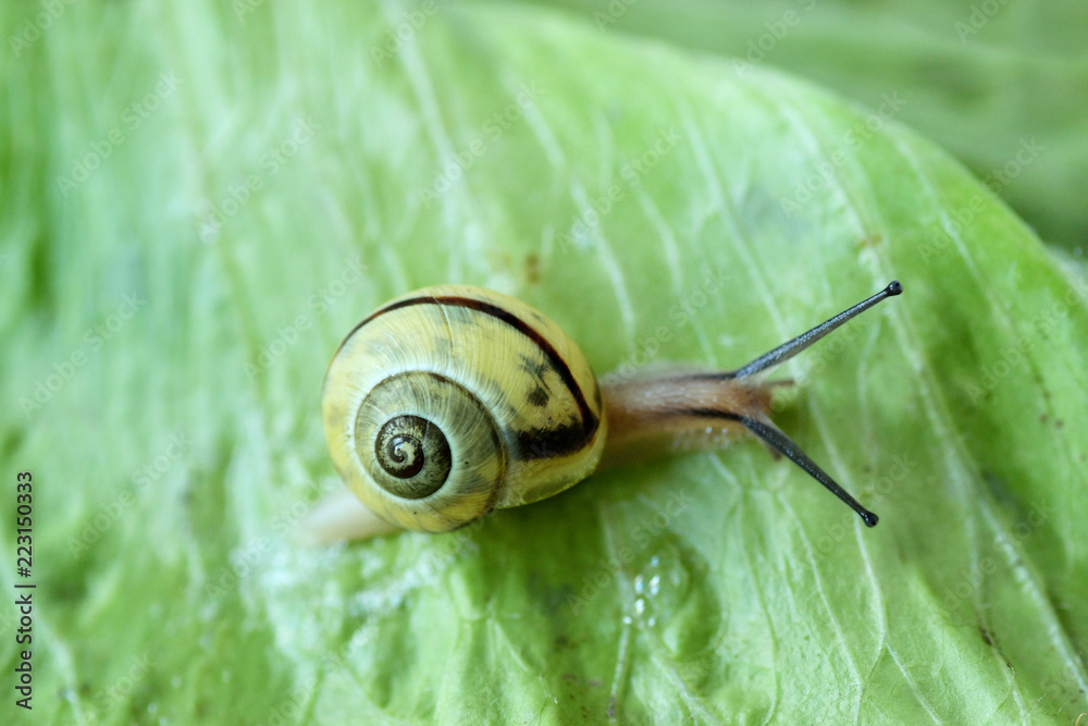 Snail crawling on green salad - Macro photography Snail crawling on green salad - Macro photography