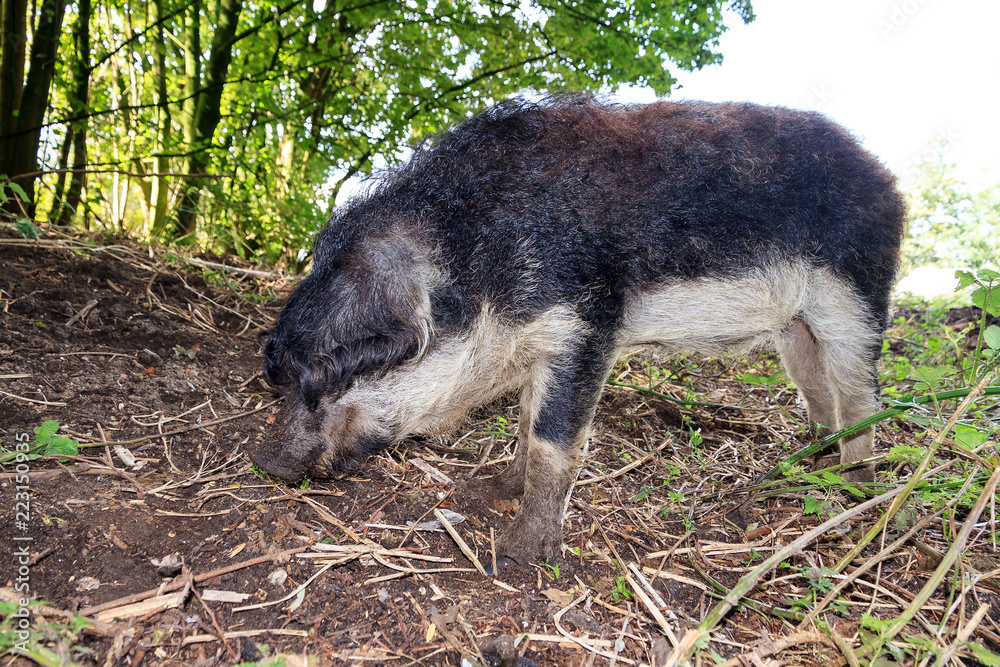 Beautiful hairy Swallow-bellied Mangalica pig (Sus Scrofa), a Hungarian breed of domestic pig with a thick and woolly coat, in the forest in the Netherlands. Beautiful hairy Swallow-bellied Mangalica pig (Sus Scrofa), a Hungarian breed of domestic pig with a thick and woolly coat, in the forest in the Netherlands.