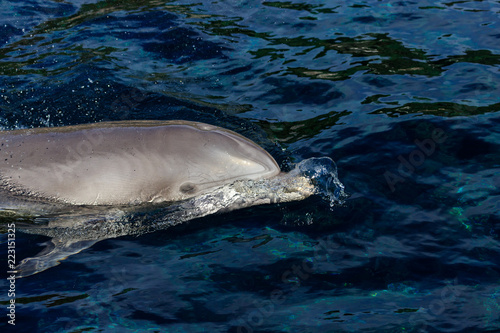 Dolphin photo