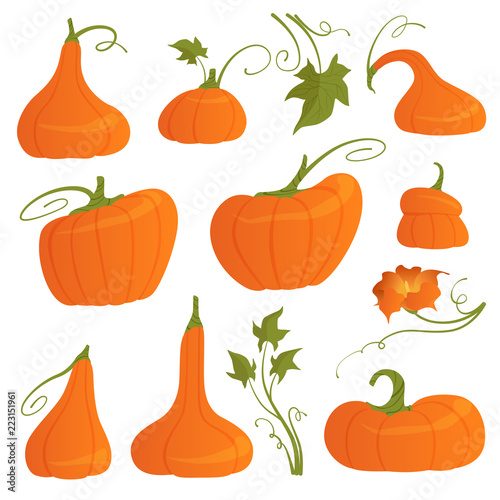 Set of bright pumpkins of different shapes with leaves and flower isolated on white background. Vector illustration