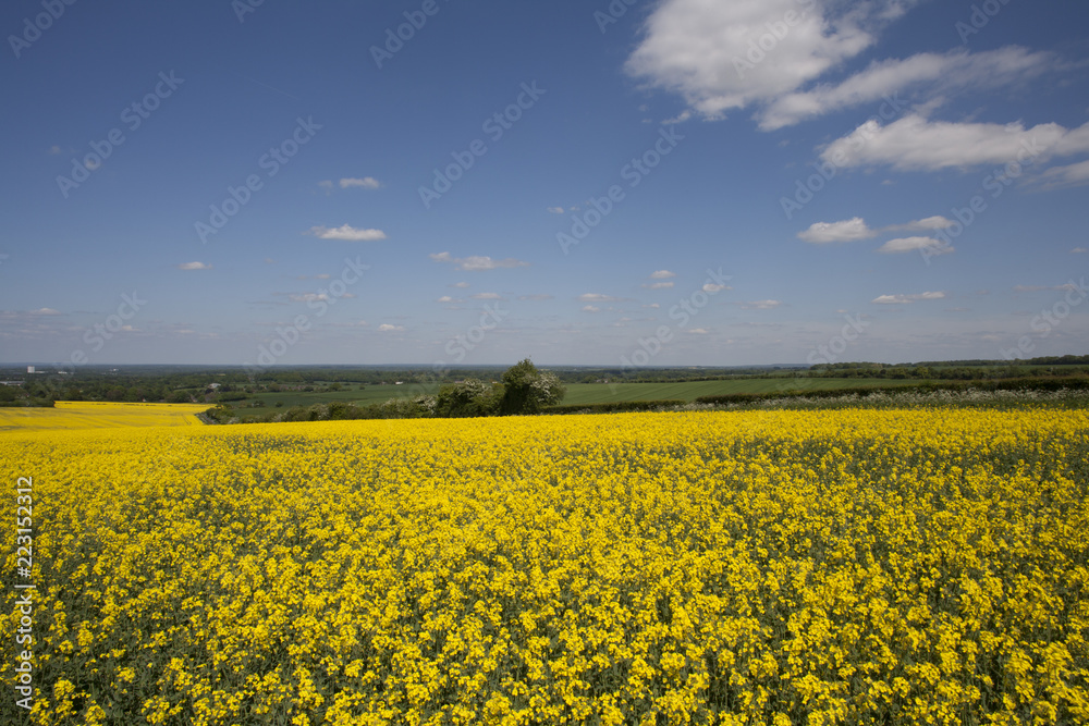 Rape seed field ,Hapmshire England