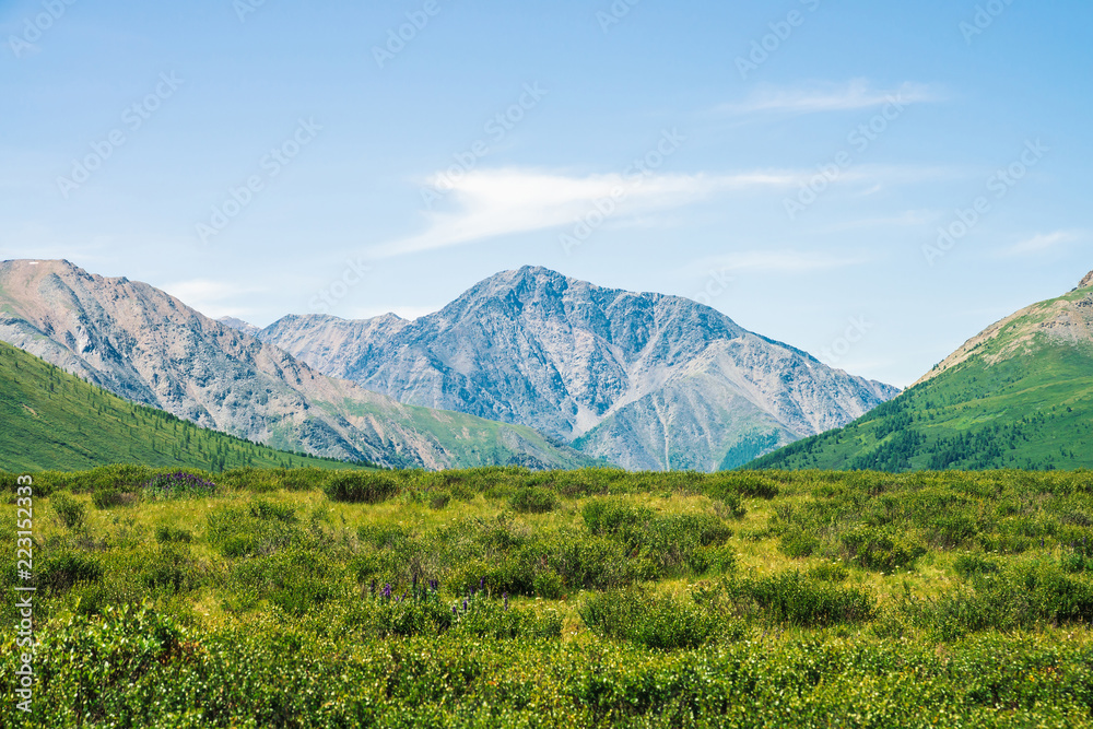 Giant mountains above green valley under clear blue sky. Meadow with rich vegetation of highlands in sunlight. Amazing sunny mountain landscape of majestic nature.