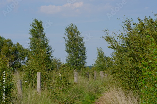 Verlüßmoor in der Umgebung von Osterholz-Scharmbeck im Sommer