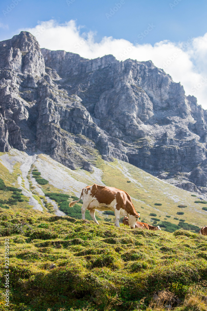 Kühe grasen auf der Alm, Alpengebirge im Hintergrund
