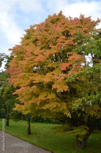 fall tree