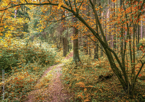 autumn in the forest