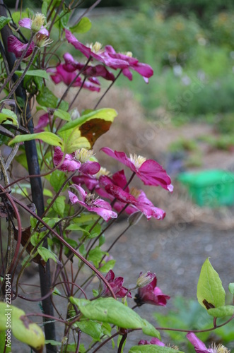flowers in the garden