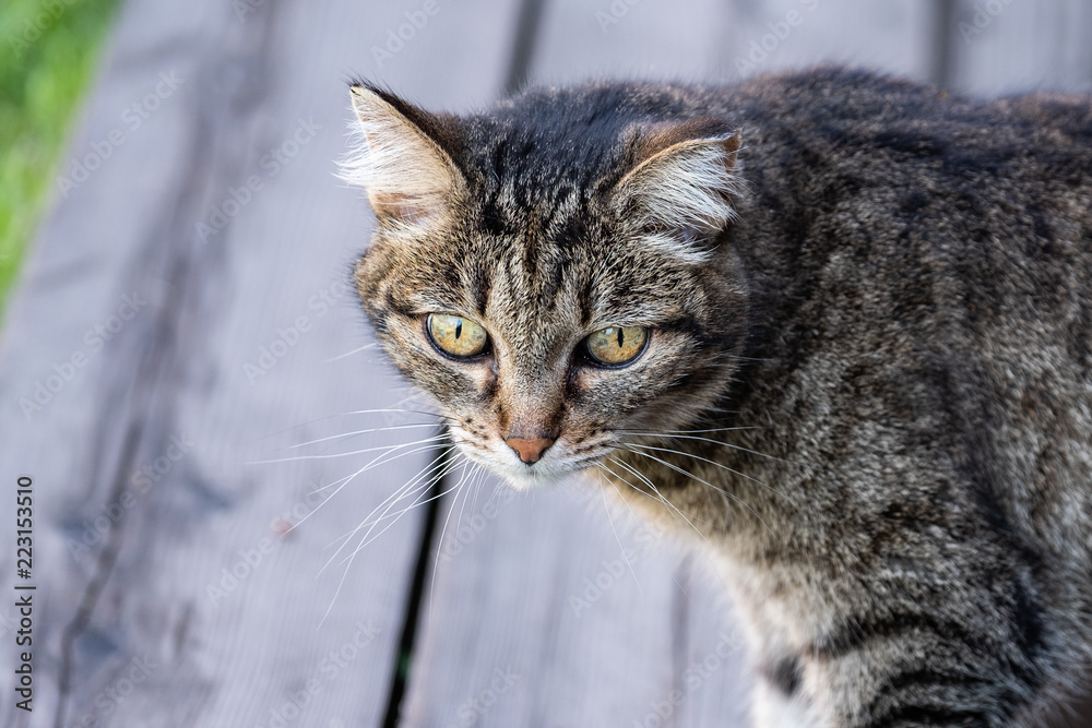 The cat watchfully looks green eyes. The cat watchfully looks green eyes.