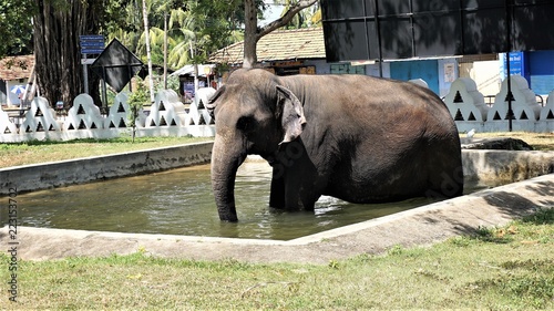 elephant in the zoo