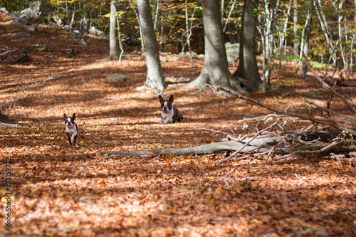 Perros disfrutando del otoño en el bosque