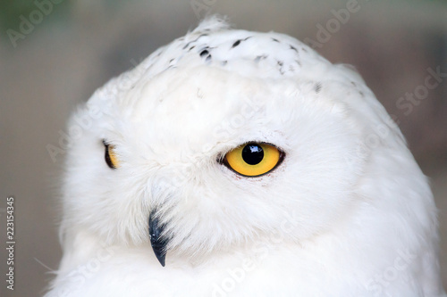 Close up portrait of the Snowy owl (Bubo scandiacus), native to Arctic regions in North America and Eurasia. © dennisvdwater
