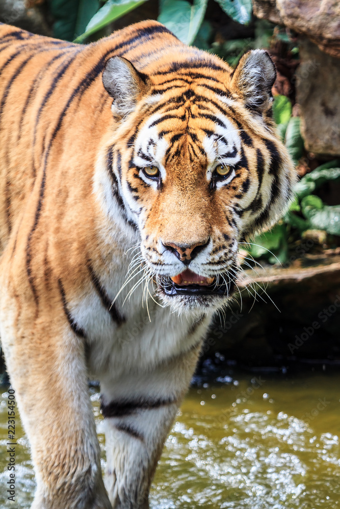 Close up of the Siberian tiger (Panthera tigris altaica), also called Amur tiger

