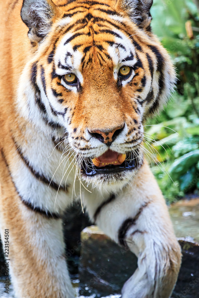 Close up of the Siberian tiger (Panthera tigris altaica), also called Amur tiger
Close up of the Siberian tiger (Panthera tigris altaica), also called Amur tiger