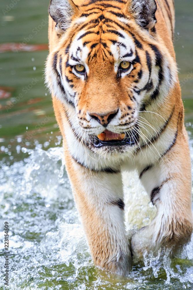 Close up of the Siberian tiger (Panthera tigris altaica), also called Amur tiger
Close up of the Siberian tiger (Panthera tigris altaica), also called Amur tiger