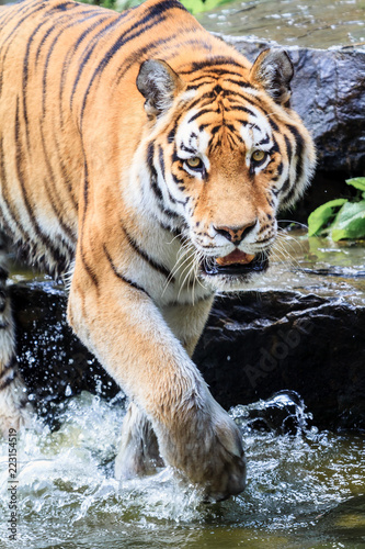 Close up of the Siberian tiger (Panthera tigris altaica), also called Amur tiger
