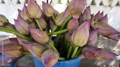 flowers of pink lotus