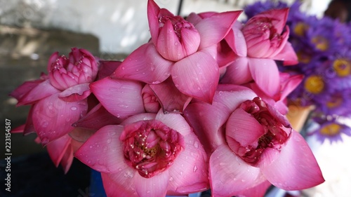 flowers of pink lotus