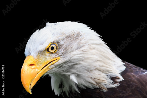Beautiful close up portrait of an American bald Eagle (Haliaeetus leucocephalus) isolated on a black background
