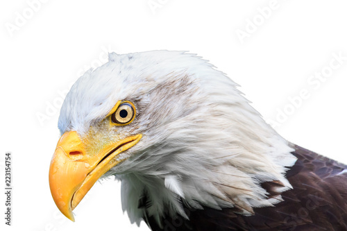 Beautiful close up portrait of an American bald Eagle (Haliaeetus leucocephalus) isolated on a white background