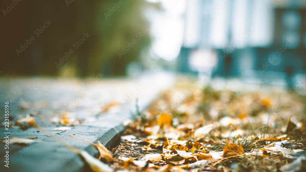 walk through the autumn city
