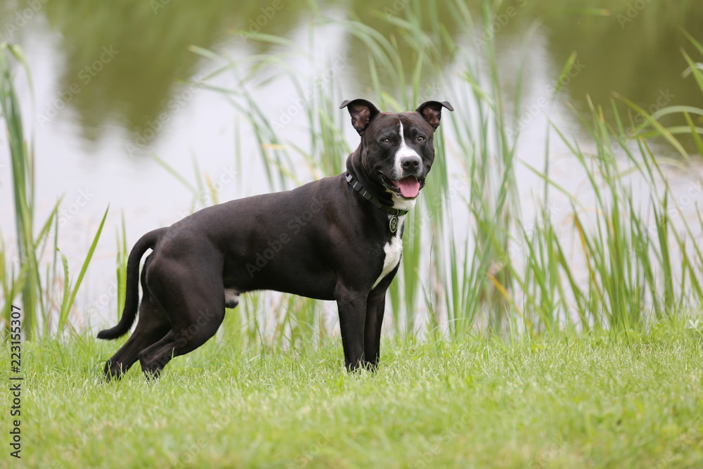dog on grass dog on grass