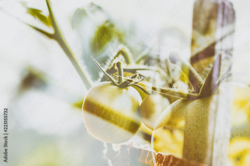 Naklejka premium Double exposure of ripe organic tomatoes. They are growing on the garden. 