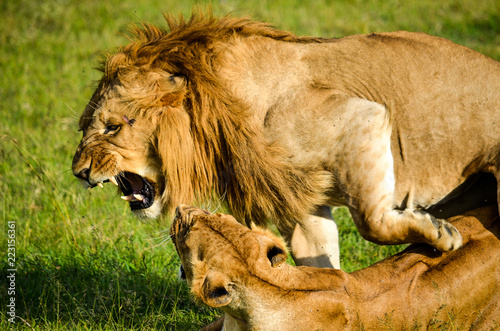 lion and lioness fighting in Sweetwaters, Kenya photo