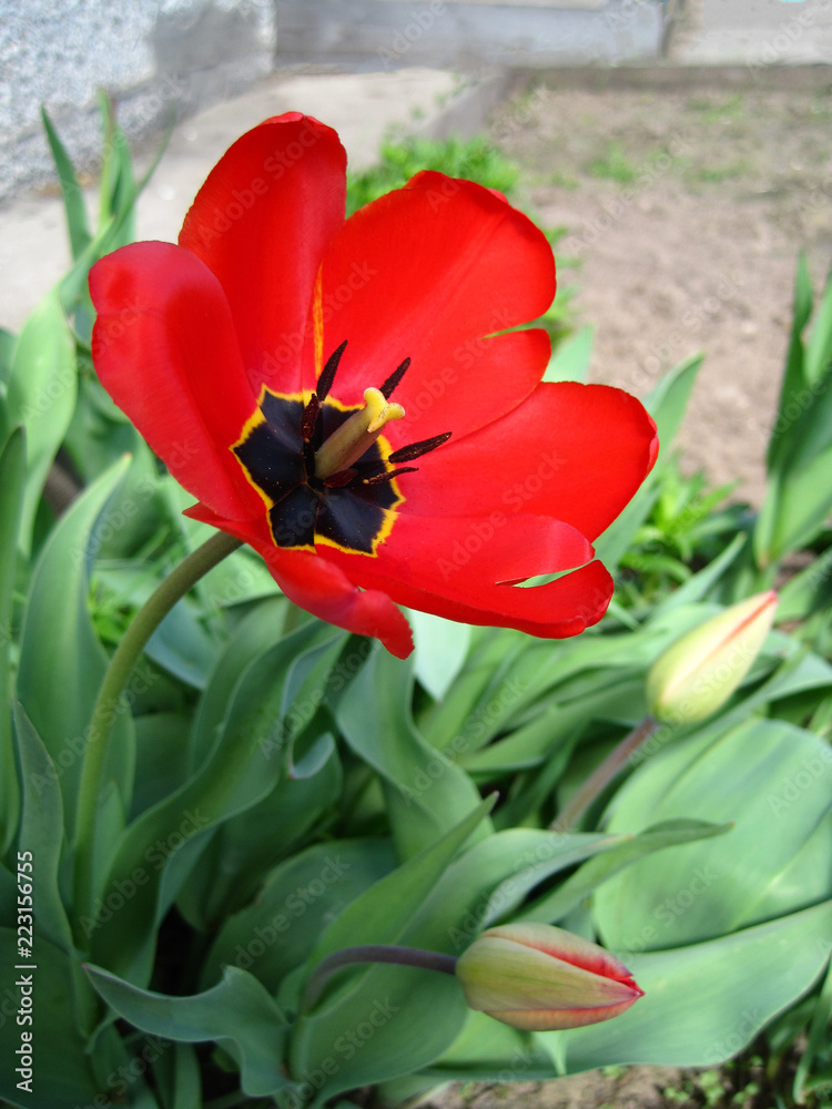 Bouquet of red tulips with green leaves Bouquet of red tulips with green leaves