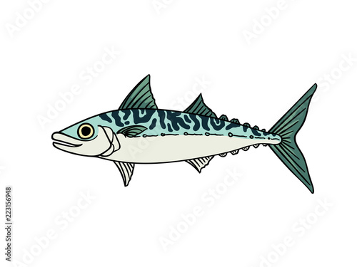 Mackerel fish isolated illustration