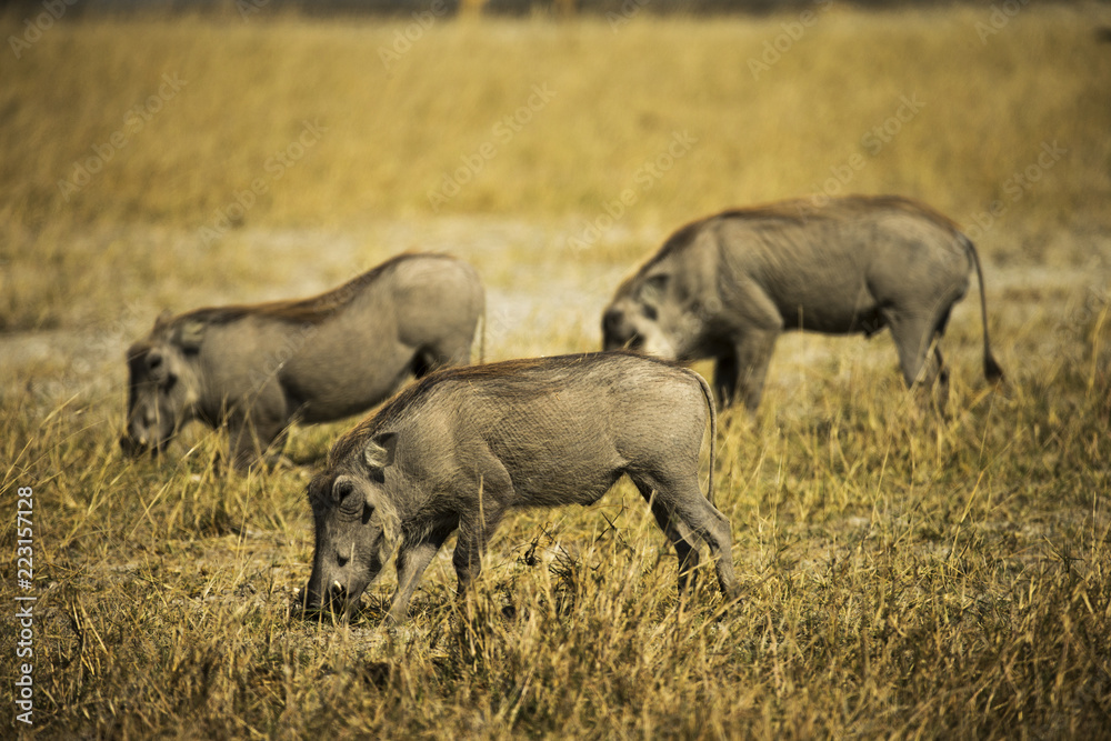 Warthogs