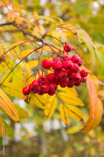 red berries of rowan on a branch
