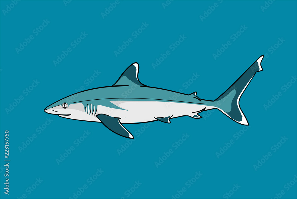 Fototapeta premium Silvertip shark fish predator swimming in ocean