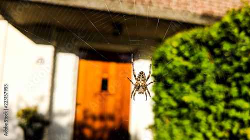 Spider lurking in his net in front of a house