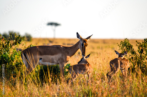 Slika na platnu A mother deer nurtures her youngling in Masai Mara
