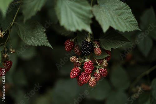 blackberries