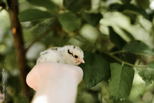 Fototapeta Naklejka Na Ścianę i Meble -  little chicken in hand