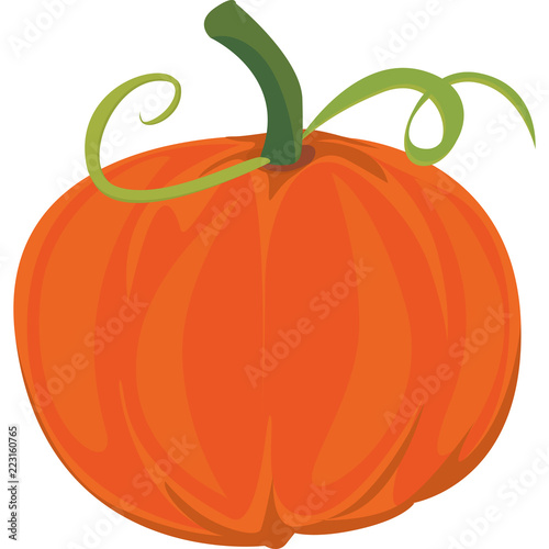 zucca halloween