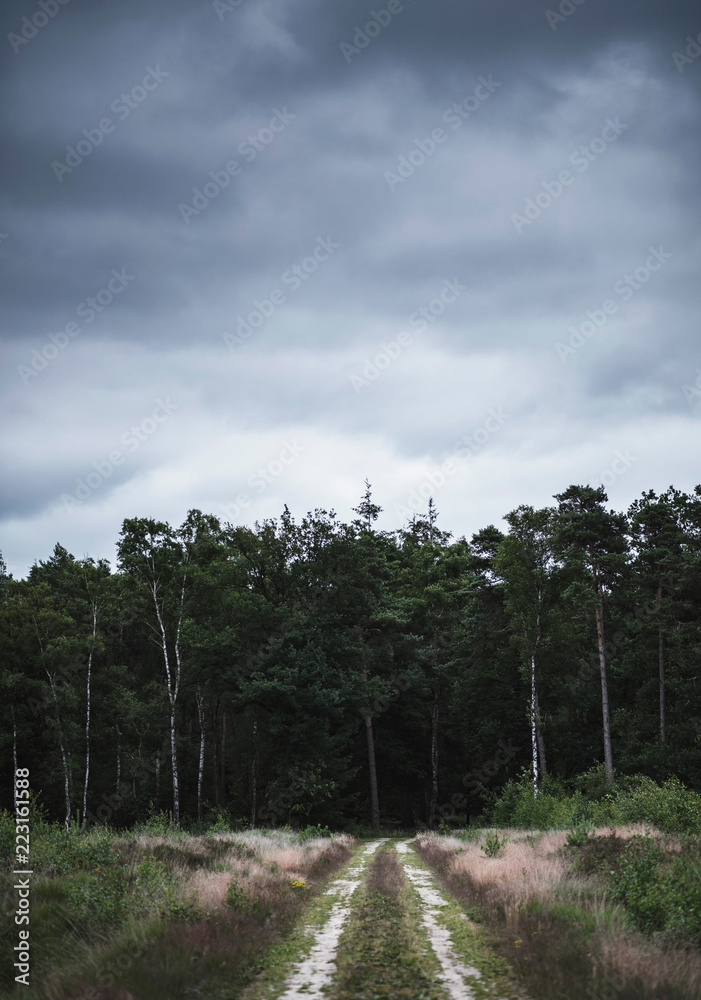 Dirt road disappearing into dark forest under cloudy sky. Dirt road disappearing into dark forest under cloudy sky.