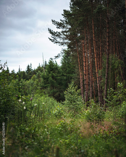 Different species of grass and trees in forest.
