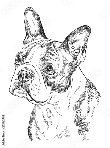 Boston terrier vector hand drawing portrait photo