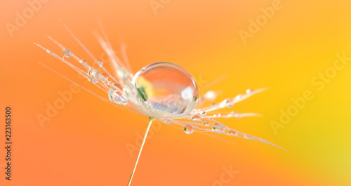 Fototapeta Naklejka Na Ścianę i Meble -  Dandelion seed with water drop or dew