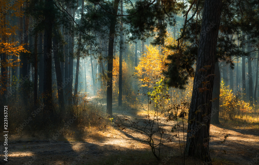 walk in the autumn forest. Morning. Sunlight. Sun rays.