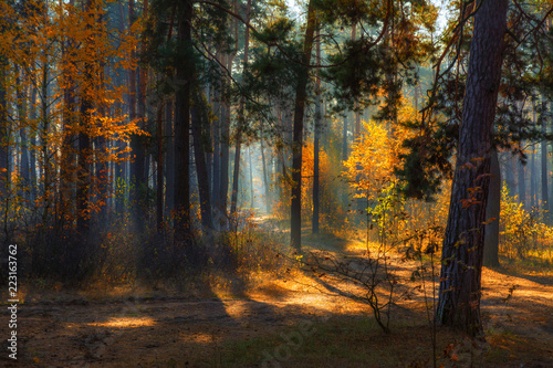 walk in the autumn forest. Morning. Sunlight. Sun rays. © Mykhailo