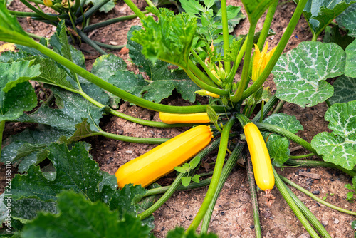 yellow zucchini in the vegetable garden