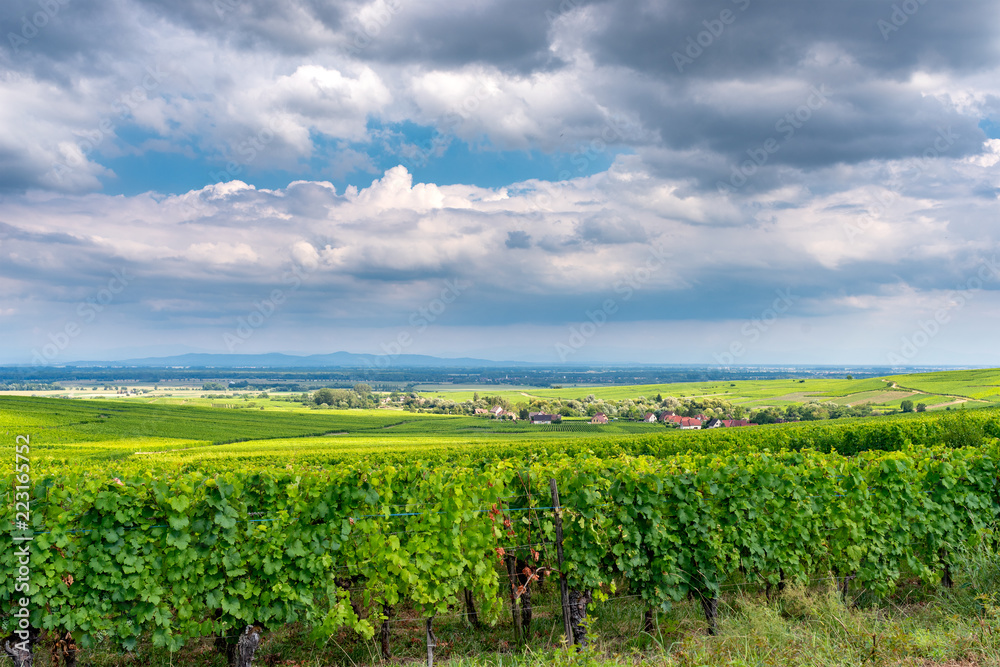 vineyard in Ribeauville