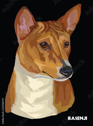 Basenji colorful vector portrait photo