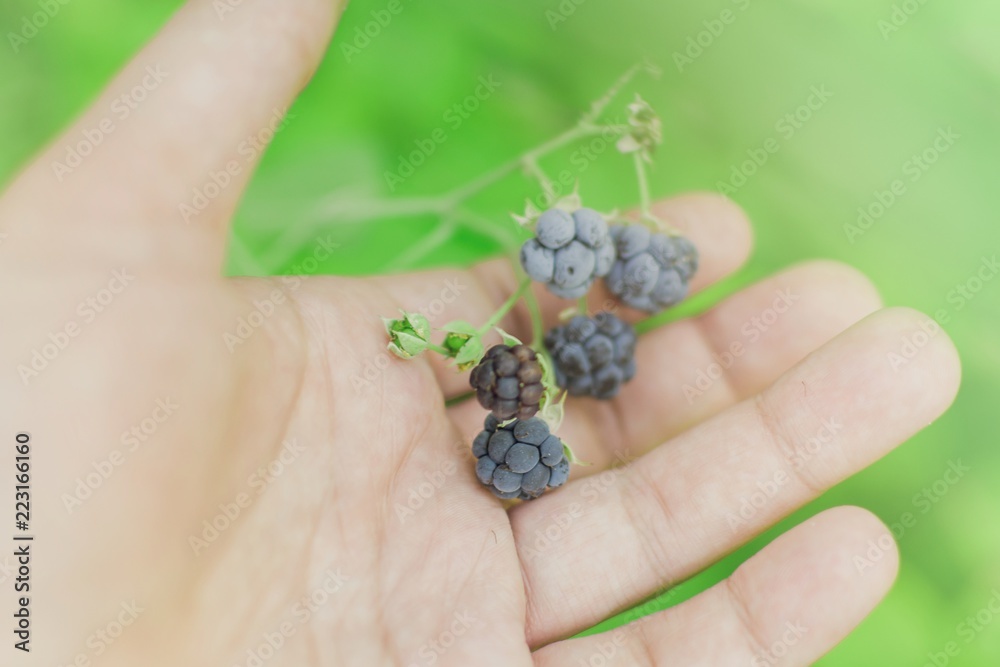 Wild Organic Blackberries