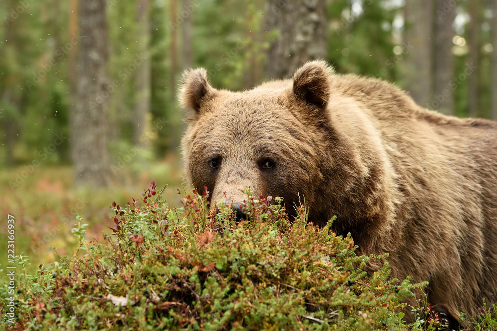 Naklejka premium Brown bear eating berries, blueberries